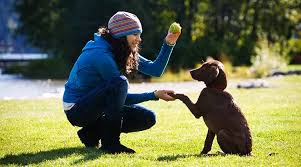 SF Gate Online Dog Training: Expert Guidance at Your Fingertips post thumbnail image