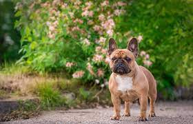 French Bulldog Parenting: Tips and Tricks for New Puppy Owners post thumbnail image