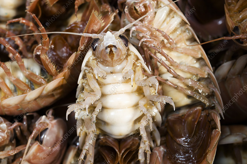 Isopods: Nature’s Little Armored Crustaceans post thumbnail image