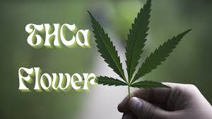 THCA Flower for Relaxation: Unwind with Natural Remedies post thumbnail image