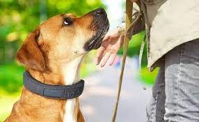 Halo Dog Collar Reviews: Uncovering the Pros and Cons of this Innovative Training Solution post thumbnail image