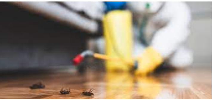 The best way to Pick the right Pest Control Organization post thumbnail image
