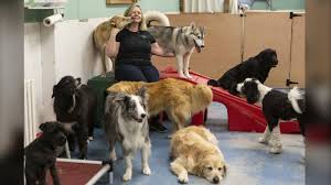 Dog Daycare: Providing Fun and Socialization for Your Canine Companion post thumbnail image