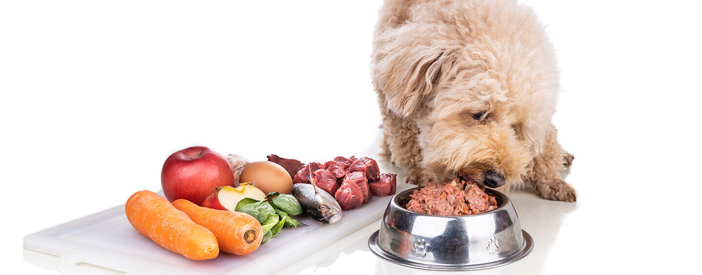 Raw Dog Food Myths Debunked: Separating Fact from Fiction post thumbnail image