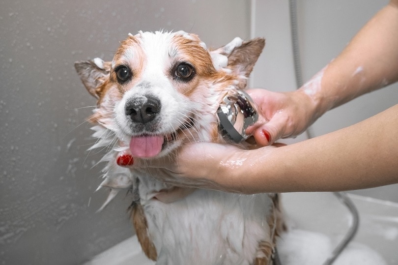 Dog Blow Dryer – Will It Offer you Ease Of Access? post thumbnail image