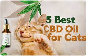 Calming the Claws: CBD for Cat Anxiety post thumbnail image