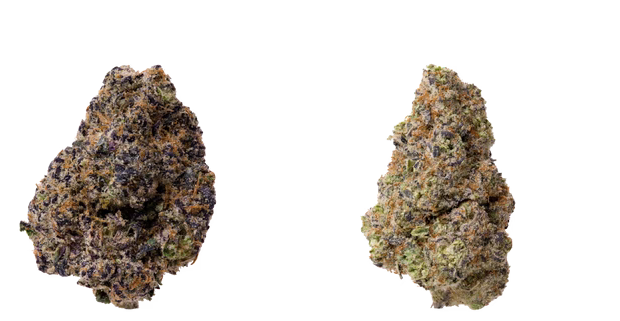 Discover the Wizardry: Trippy Wizard DC Weed Delivery & Dispensary post thumbnail image