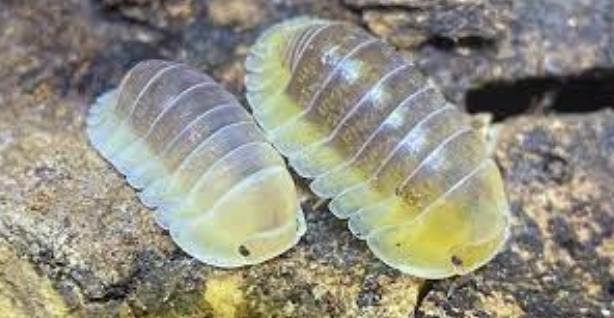 Bringing Nature Home: Where to Find Isopods for Sale Online post thumbnail image