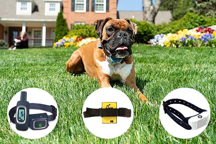 Aroma of Discipline: Citronella Dog Collar Training Secrets post thumbnail image