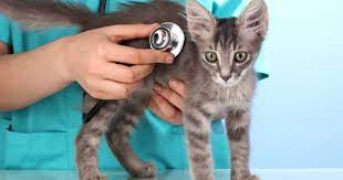 Feline Wellness: Navigating the Cat Symptom Checker for Pet Health post thumbnail image