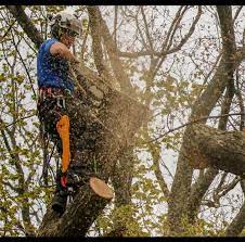 Your Guide to Tree Service in Richmond, VA post thumbnail image