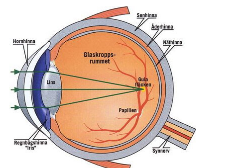 Macular Health Matters: Strategies for Preventing Degeneration post thumbnail image